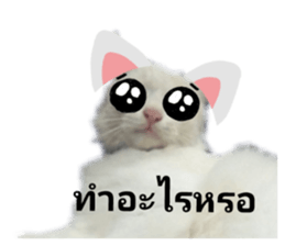453988907