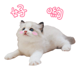 45405061