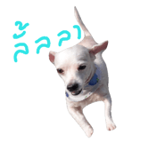 45426264