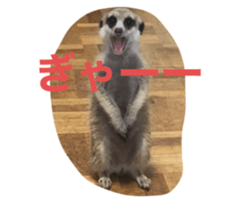 454338881