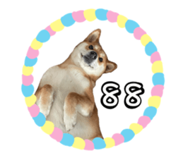 454386875