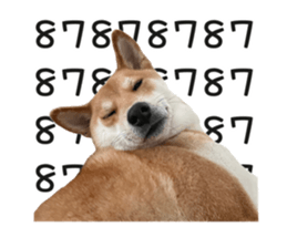 454386885