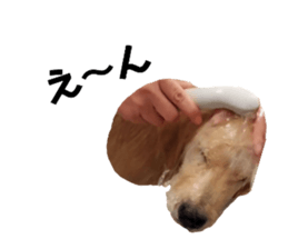 454397492