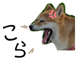 454402737
