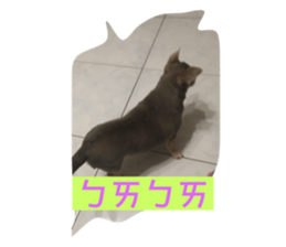 454600238