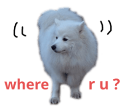 455085619