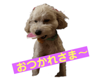 455153264