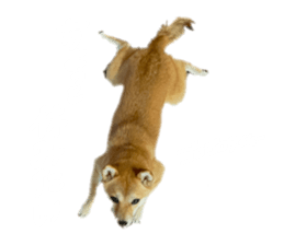 455370915