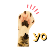 455388403