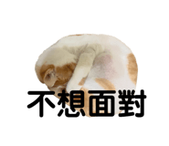 455388419