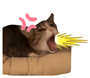 455388427