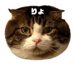 455424504