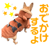 455442028