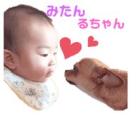 455442029