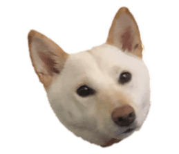 455446063