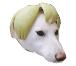 455446066