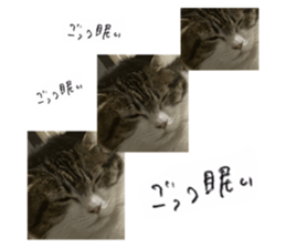 455446488