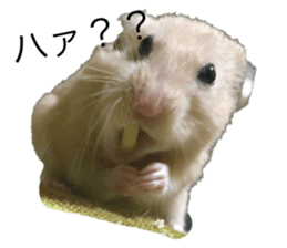 455446977
