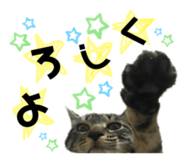 455557977
