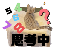 455571835