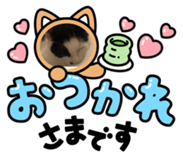 455684642