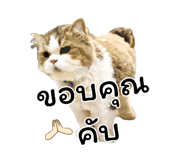 455839033