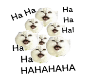 455839048