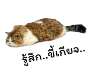 455839058