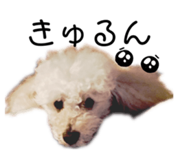 456041223