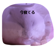456267238