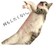 45633144