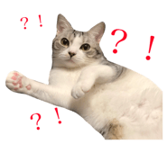 45633145