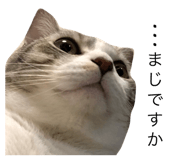 45633153