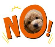 456405566