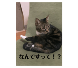 456740385