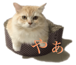 456920814