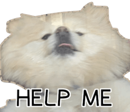 457225816