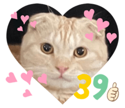 457533255