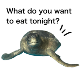 458054399