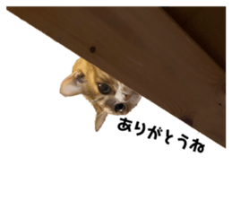 458592007