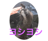 458624240