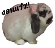 458849951