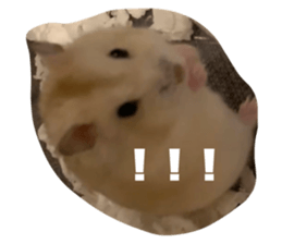 459309211