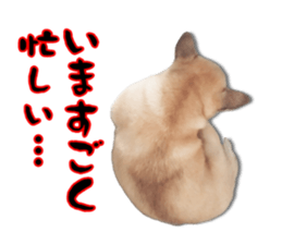 459373633