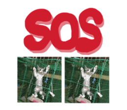 459404526