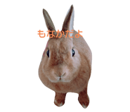 459781209