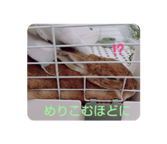 459781216