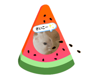 459858300