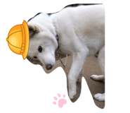 459955039