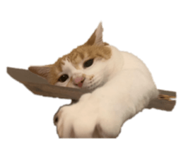 460369815